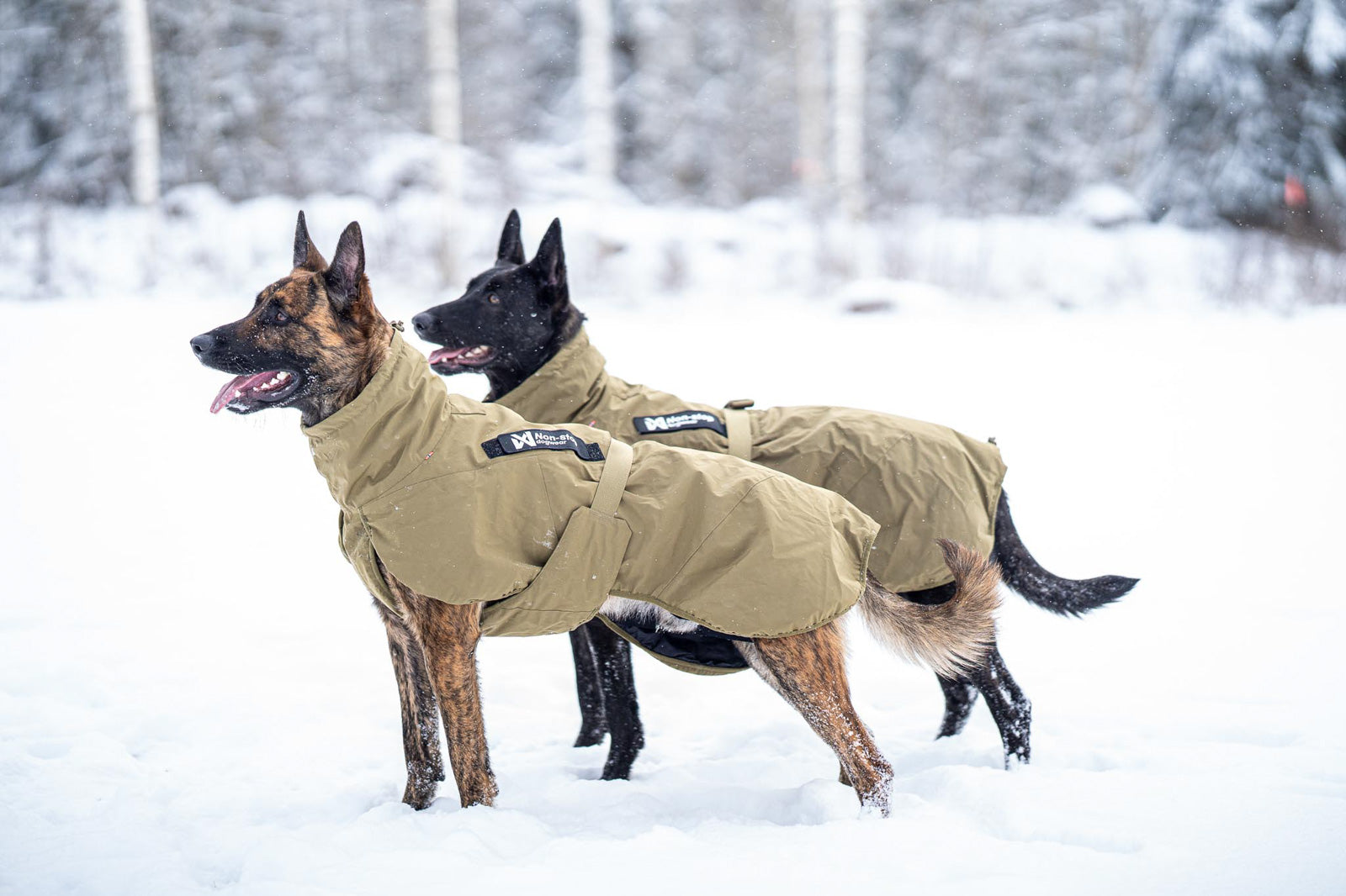 Glacier dog jacket WD (2)