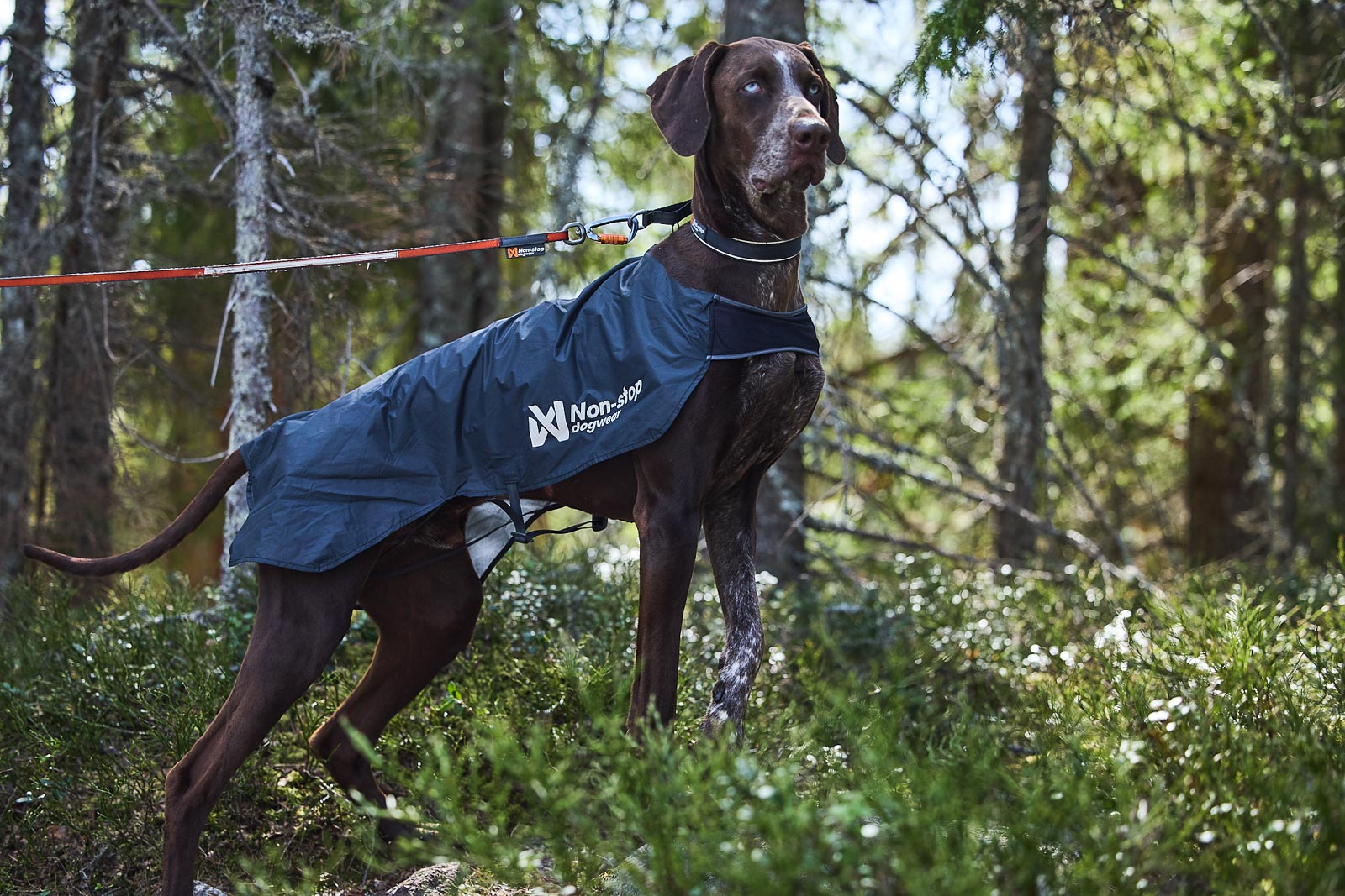 Trail light dog jacket (5)